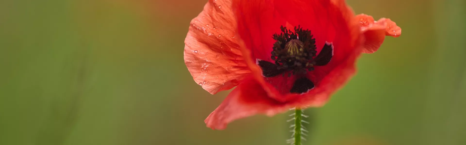 November 11th in observance of Remembrance Day